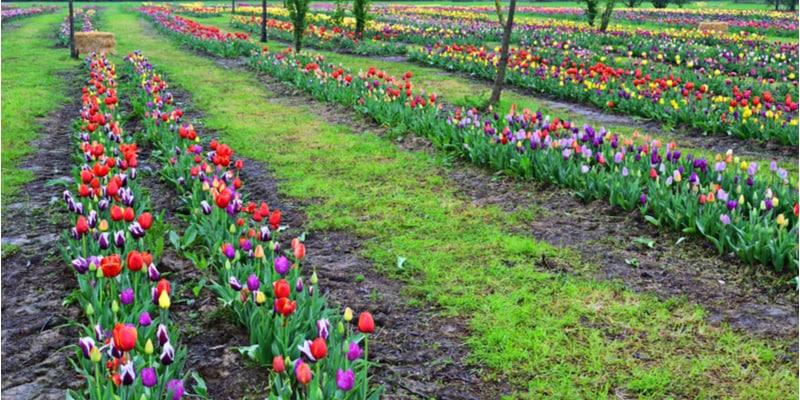 Tulip blossoms in Italy: the most beautiful to see in 2023